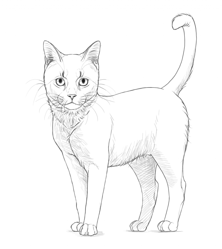 How to draw a cat cat-drawing-easy-4-9-768x860.png
