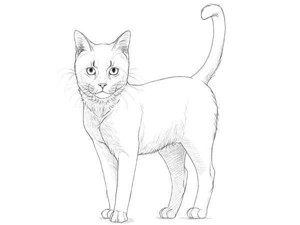 How_to_draw_a_cat_cat-drawing-easy-4-9-768x860.png