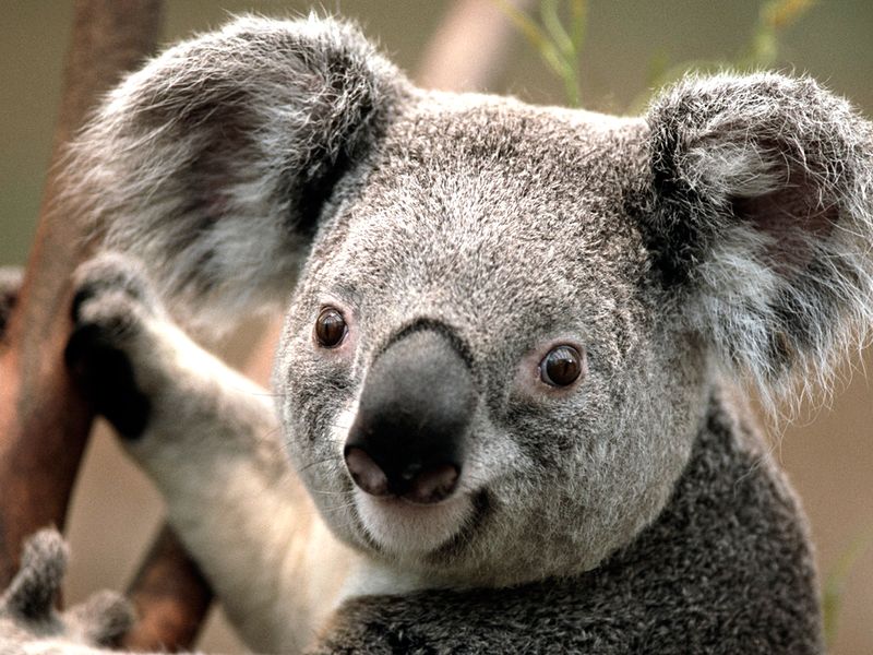 Openbior acteur Koala.jpg