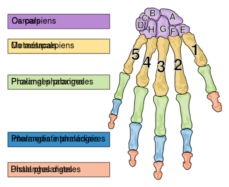 Proth se de main imprimante 3D Human left hand bones with metacarpal numbers and carpal letters.svg