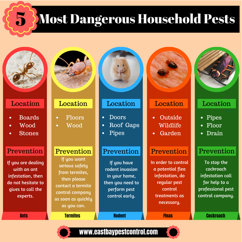 Top 5 Most Dangerous Household Pests Most Dangerous Household Pests.jpg