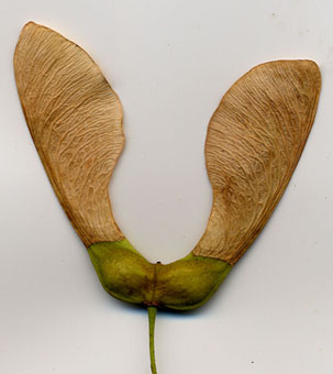 Tuto projet TTZ erable photo.jpg