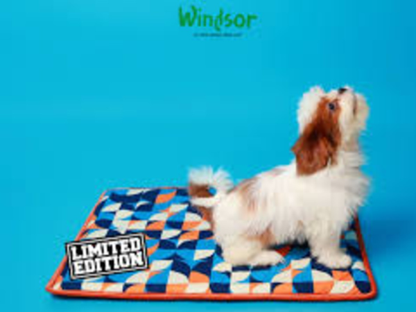 Discover_Premium_Windsor_Pet_Products_in_Khan_Market_images_8_.jpg