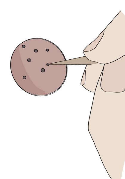 Fichier:Un tuteur la menthe faire des trous.jpg