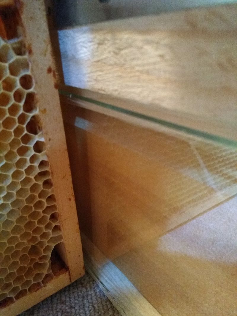 Hausse de ruche 4 vue fenetre ferm e.jpg